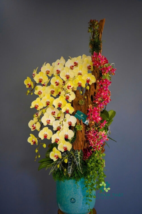 Chậu Lan Hồ Điệp Ghép Lũa 11 Cành – Kim Sắc Song Vượng