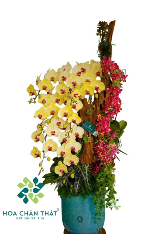 Chậu Lan Hồ Điệp Ghép Lũa 11 Cành – Kim Sắc Song Vượng