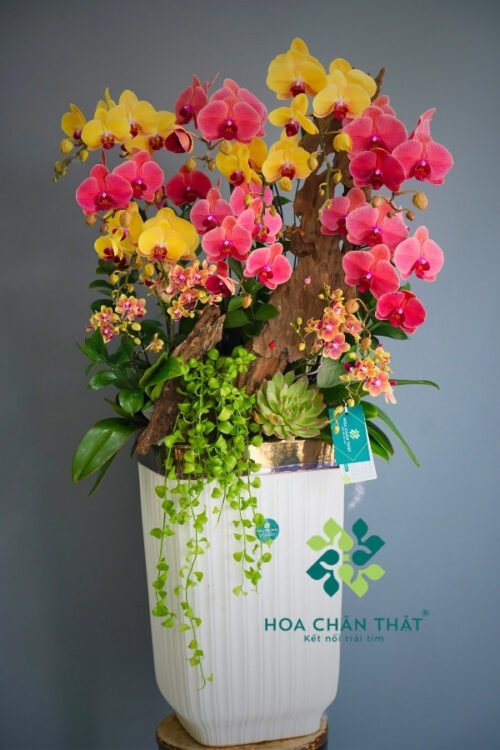Chậu Lan Hồ Điệp Ghép Lũa 13 Cành – Hoàng Hỷ Tụ Bảo