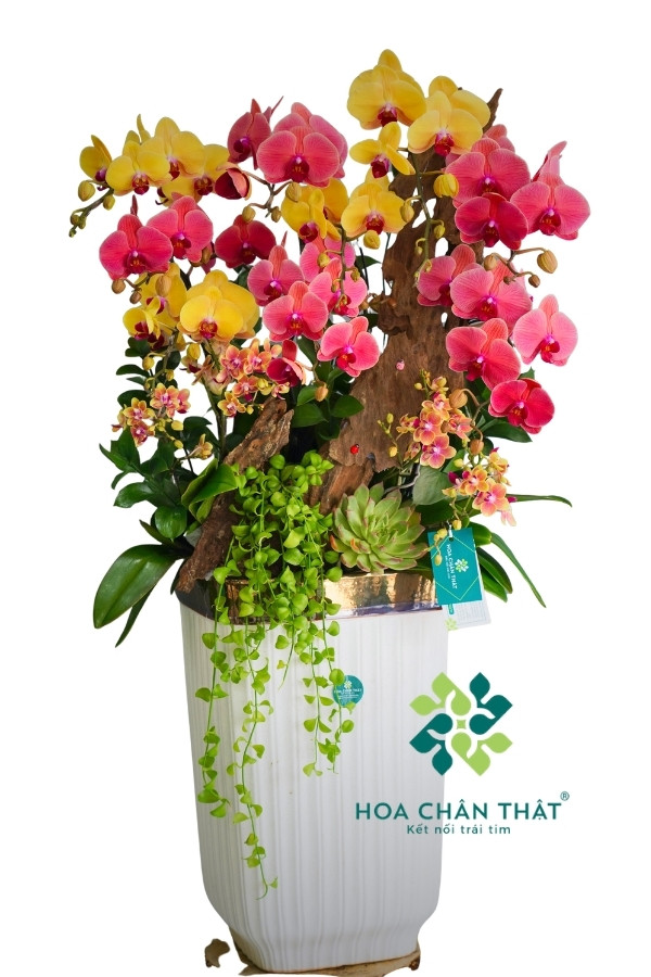 Chậu Lan Hồ Điệp Ghép Lũa 13 Cành – Hoàng Hỷ Tụ Bảo Chậu Lan Hồ Điệp Ghép Lũa 13 Cành – Hoàng Hỷ Tụ Bảo