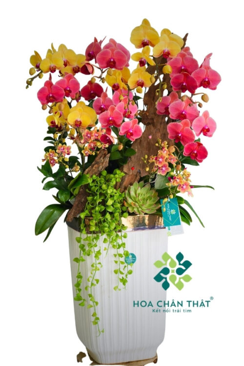 Chậu Lan Hồ Điệp Ghép Lũa 13 Cành – Hoàng Hỷ Tụ Bảo