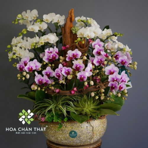 Chậu Lan Hồ Điệp Ghép Lũa 18 Cành Mini – Song Hỷ Phú Vinh