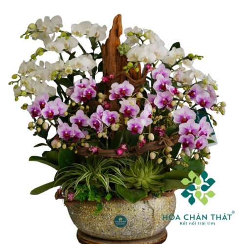 Chậu Lan Hồ Điệp Ghép Lũa 18 Cành Mini – Song Hỷ Phú Vinh