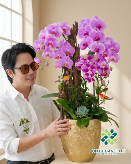 Chậu Lan Hồ Điệp Ghép Lũa 5 Cành – Màu Hồng Tím Quyến Rũ