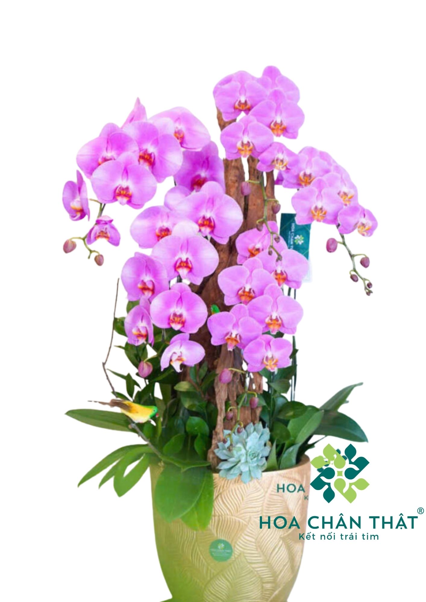 Chậu Lan Hồ Điệp Ghép Lũa 5 Cành – Mộc Hương Lộc Phát-`1 Chậu Lan Hồ Điệp Ghép Lũa 5 Cành – Mộc Hương Lộc Phát