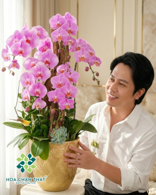 Chậu Lan Hồ Điệp Ghép Lũa 5 Cành – Mộc Hương Lộc Phát