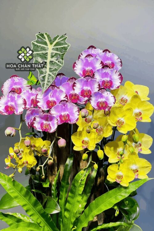 Chậu Lan Hồ Điệp Ghép Lũa 6 Cành – An Khang Hưng Thịnh