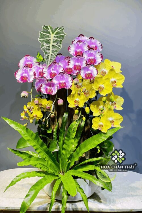 Chậu Lan Hồ Điệp Ghép Lũa 6 Cành – An Khang Hưng Thịnh