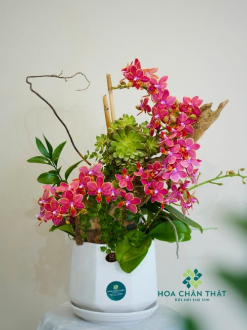 Chậu Lan Hồ Điệp Ghép Lũa 6 Cành – Song Vượng Gốc Đôi