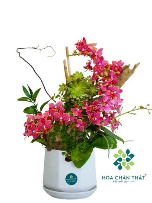 Chậu Lan Hồ Điệp Ghép Lũa 6 Cành – Song Vượng Gốc Đôi