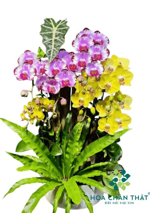 Chậu Lan Hồ Điệp Ghép Lũa 6 Cành – An Khang Hưng Thịnh Chậu Lan Hồ Điệp Ghép Lũa 6 Cành – An Khang Hưng Thịnh