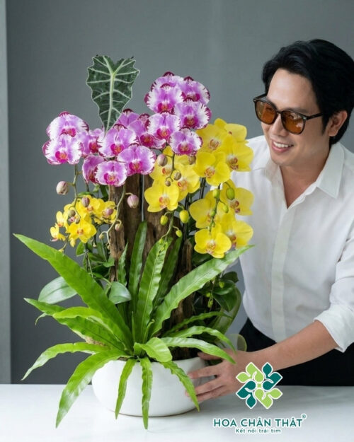 Chậu Lan Hồ Điệp Ghép Lũa 6 Cành – An Khang Hưng Thịnh