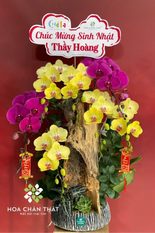 Chậu Lan Hồ Điệp Ghép Lũa 7 Cành – Mộc Sắc Vượng Khí