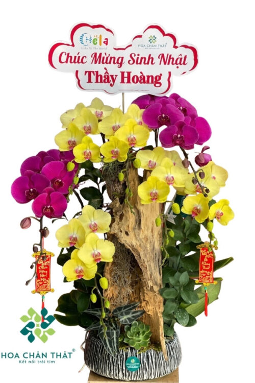 Chậu Lan Hồ Điệp Ghép Lũa 7 Cành – Mộc Sắc Vượng Khí