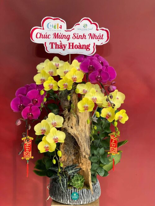 Chậu Lan Hồ Điệp Ghép Lũa 7 Cành – Mộc Sắc Vượng Khí