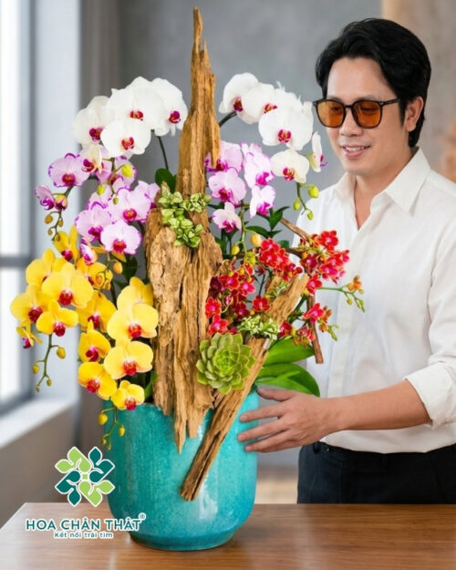 Chậu Lan Hồ Điệp Ghép Lũa 7 Cành Trắng Vàng – Song Sắc An Hòa