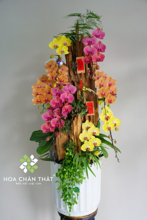 Chậu Lan Hồ Điệp Ghép Lũa 9 Cành – Tam Sắc An Nhiên