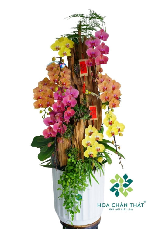 Chậu Lan Hồ Điệp Ghép Lũa 9 Cành – Tam Sắc An Nhiên