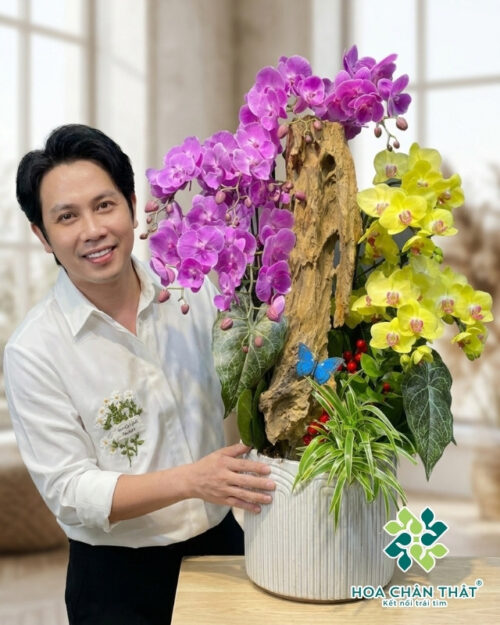 Chậu Lan Hồ Điệp Ghép Lũa 9 Cành – Hồng Tím Vàng Phúc Lộc