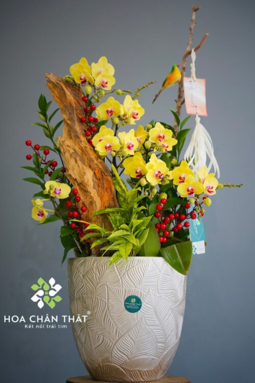 Chậu Lan Hồ Điệp Ghép Lũa Mini 5 Cành – Hoàng Kim Rực Rỡ