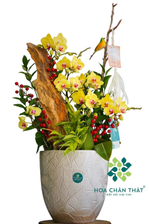 Chậu Lan Hồ Điệp Ghép Lũa Mini 5 Cành – Hoàng Kim Rực Rỡ