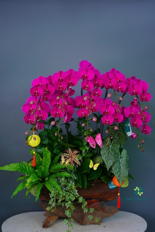 Chậu Lan Hồ Điệp Máng Lũa 10 Cành Tím – Tím Ngọc Vượng Tài