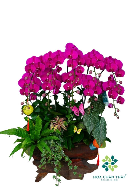 Chậu Lan Hồ Điệp Máng Lũa 10 Cành Tím – Tím Ngọc Vượng Tài