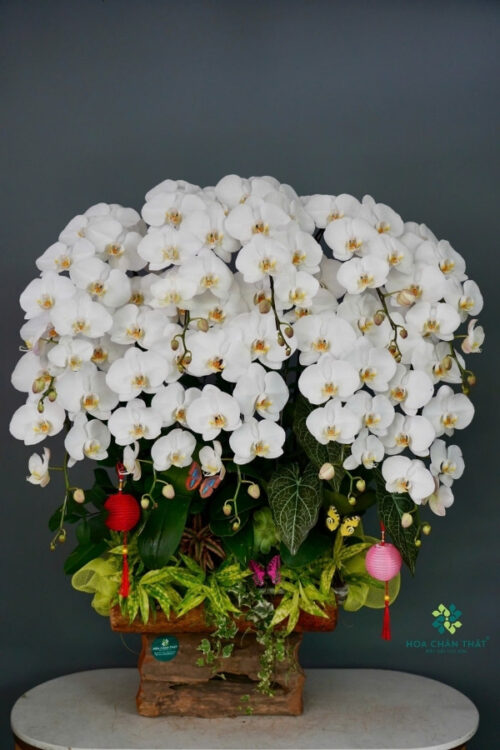 Chậu Lan Hồ Điệp Máng Lũa 10 Cành – Trắng Bạch Ngọc Phú Quý