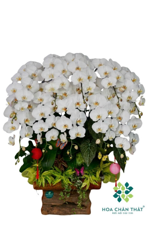 Chậu Lan Hồ Điệp Máng Lũa 10 Cành – Trắng Bạch Ngọc Phú Quý