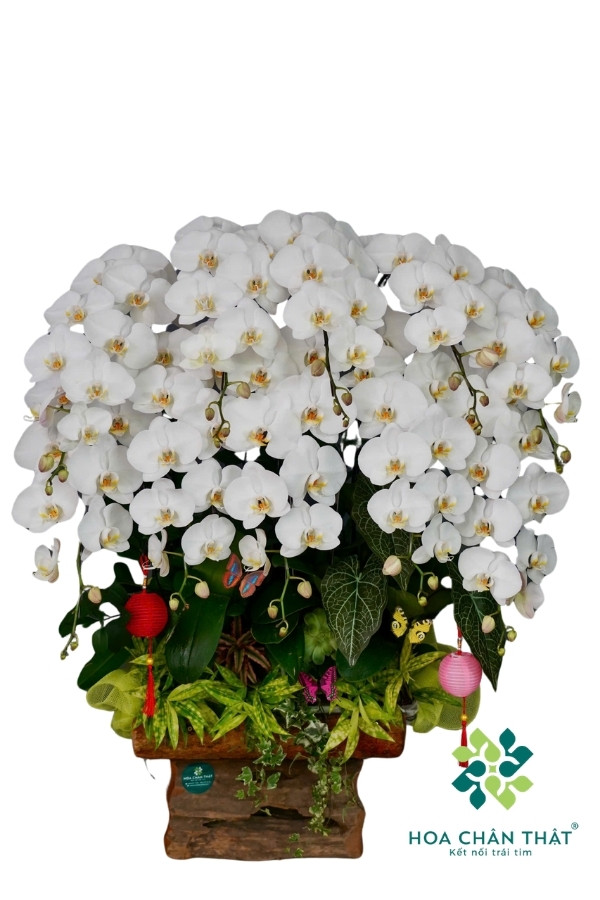 Chậu Lan Hồ Điệp Máng Lũa 10 Cành – Trắng Bạch Ngọc Phú Quý Chậu Lan Hồ Điệp Máng Lũa 10 Cành – Trắng Bạch Ngọc Phú Quý