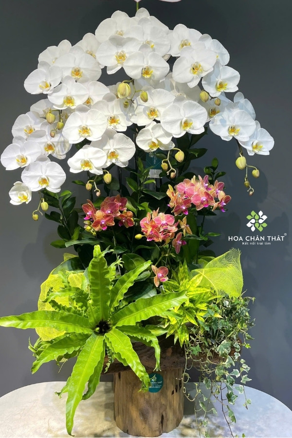 Chậu Lan Hồ Điệp Máng Lũa Mix Trắng & Mini Cam – Hòa Sắc Vinh Hoa Chậu Lan Hồ Điệp Máng Lũa Mix Trắng & Mini Cam – Hòa Sắc Vinh Hoa
