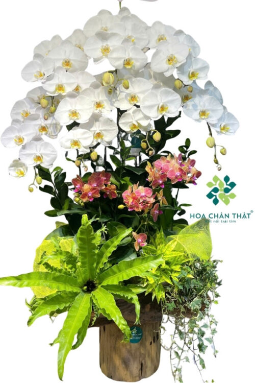 Chậu Lan Hồ Điệp Máng Lũa Mix Trắng & Mini Cam – Hòa Sắc Vinh Hoa