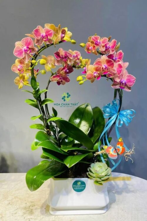 Chậu Lan Hồ Điệp Mini 2 Gốc Đôi – Cam Trái Tim Tình Phú Quý