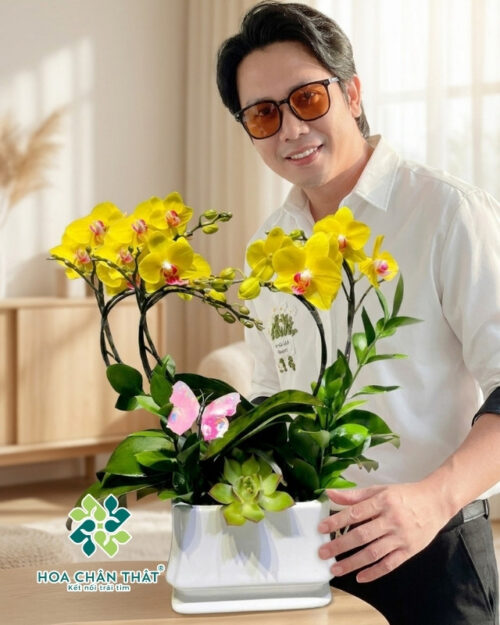 Chậu Lan Hồ Điệp Mini 2 Gốc Đôi – Vàng Trái Tim Kim Phát