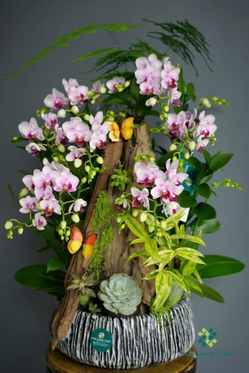 Chậu Lan Hồ Điệp Mini 7 Cành – Tím Nhạt Thanh Diệu