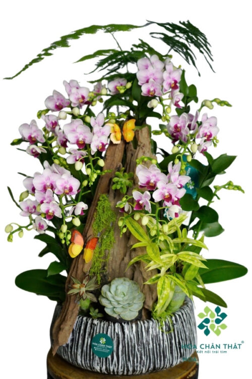 Chậu Lan Hồ Điệp Mini 7 Cành – Tím Nhạt Thanh Diệu