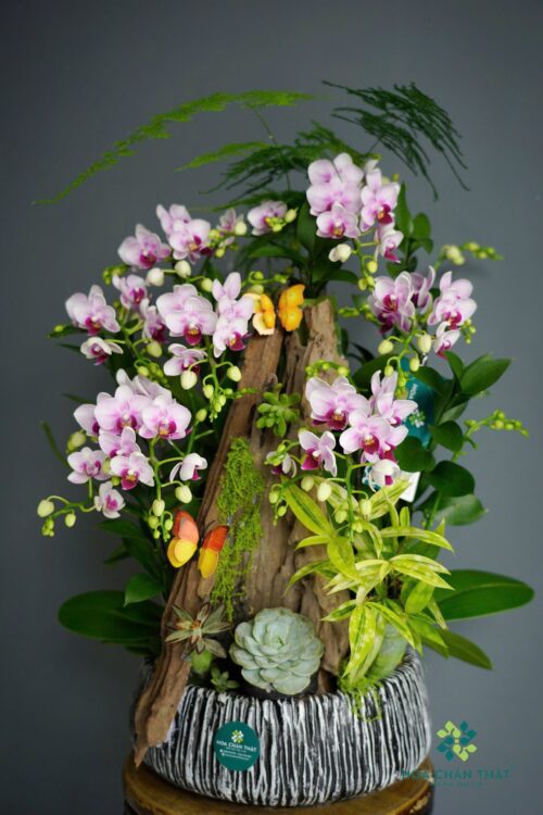 Chậu Lan Hồ Điệp Mini 7 Cành – Tím Nhạt Thanh Diệu