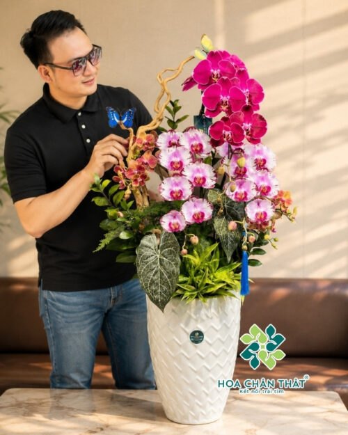 Chậu Lan Hồ Điệp Mix – Sắc Màu Xuân Vượng