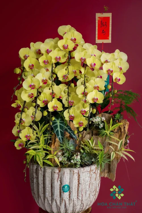 Chậu Lan Hồ Điệp 12 Cành – Kim Lũa Vượng Phát