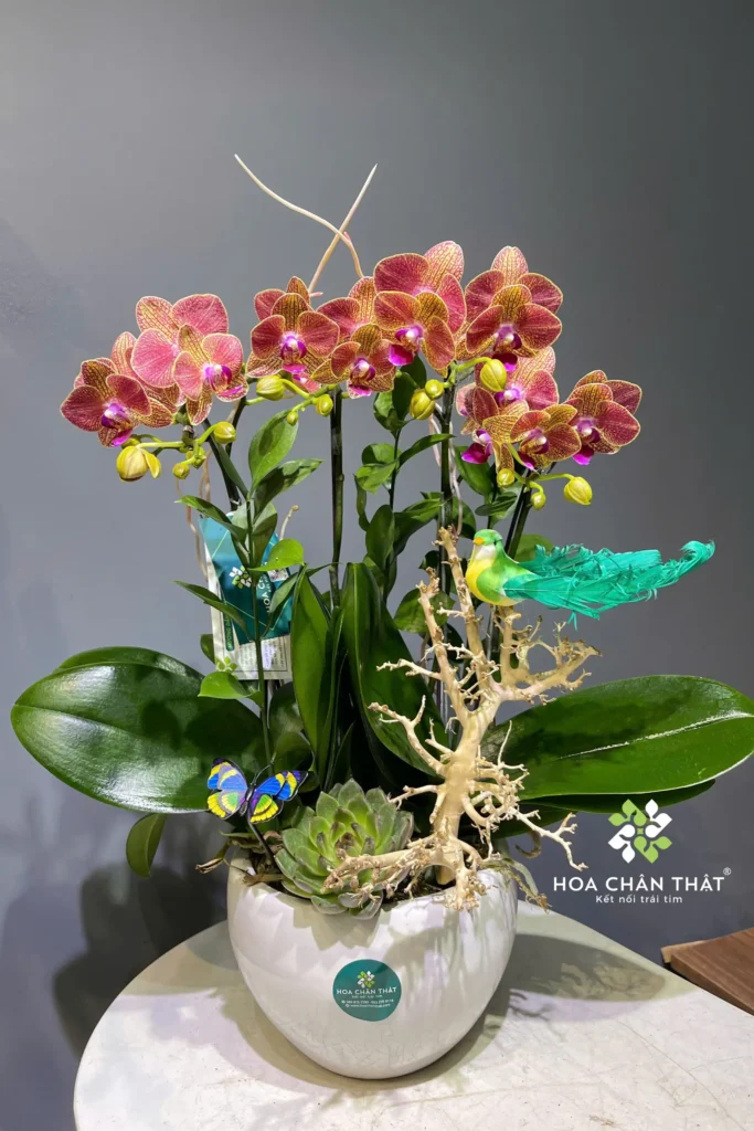 LHDMN2GDCTR Chau Lan Ho Diep Mini 2 Goc Doi – Cam Tron An Nhien 1