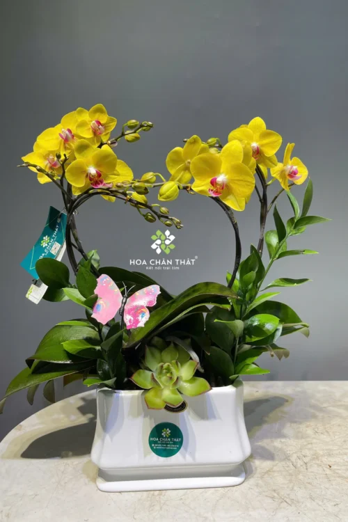 Chậu Lan Hồ Điệp Mini 2 Gốc Đôi – Vàng Trái Tim Kim Phát