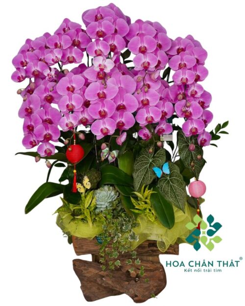 Máng Lũa Lan Hồ Điệp 10 Cành – Tím Hoàng Phát Lộc