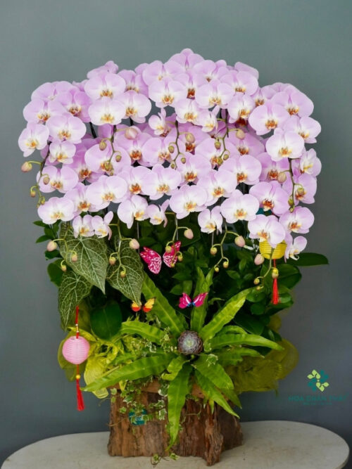 Máng Lũa Lan Hồ Điệp 10 Cành – Tím Vân Quý Phát