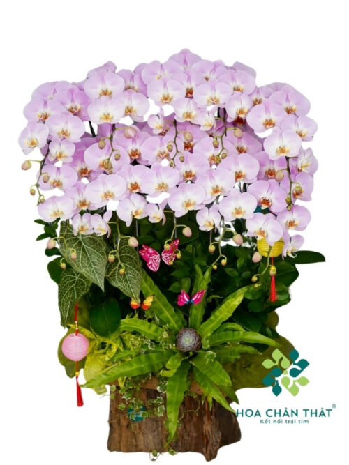 Máng Lũa Lan Hồ Điệp 10 Cành – Tím Vân Quý Phát