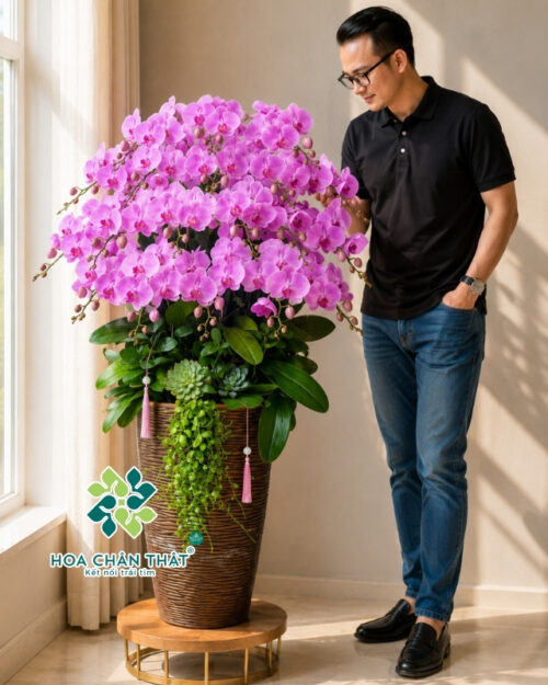 Chậu Lan Hồ Điệp 20 Cành – Hồng Tím Vượng Khang