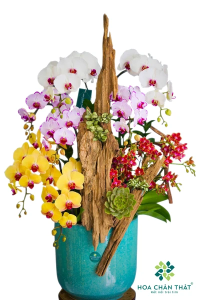 Chậu Lan Hồ Điệp 7 Cành Trắng Vàng – Song Sắc An Hòa