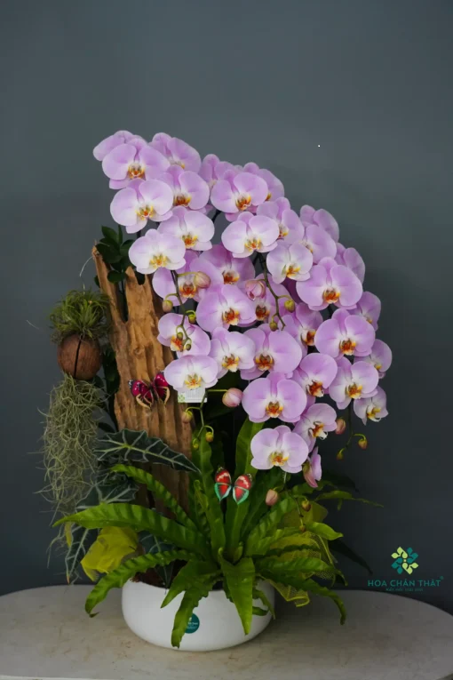 Chậu Lan Hồ Điệp 5 Cành – Tím Hương An Lạc dd1815a4f0887dd6249911 2 510x765 1