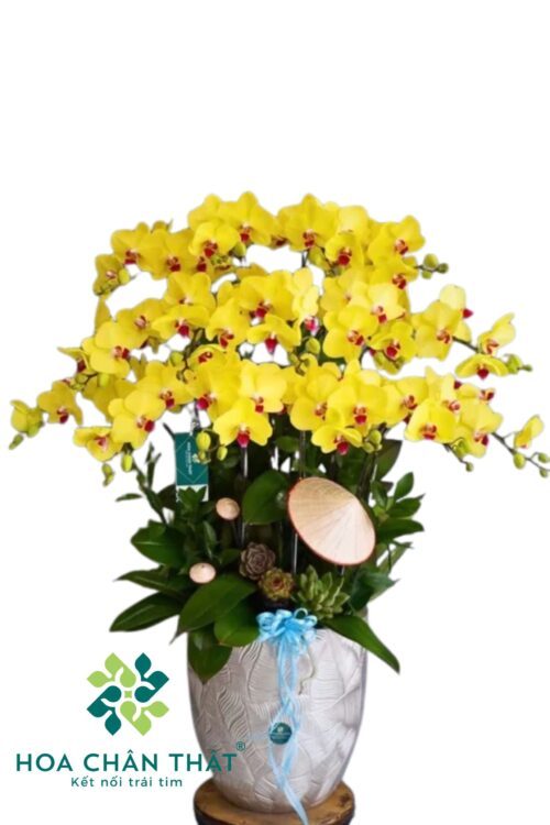 Chậu Lan Hồ Điệp Vàng Lưỡi Đỏ 15 Cành – Kim Vượng Thịnh
