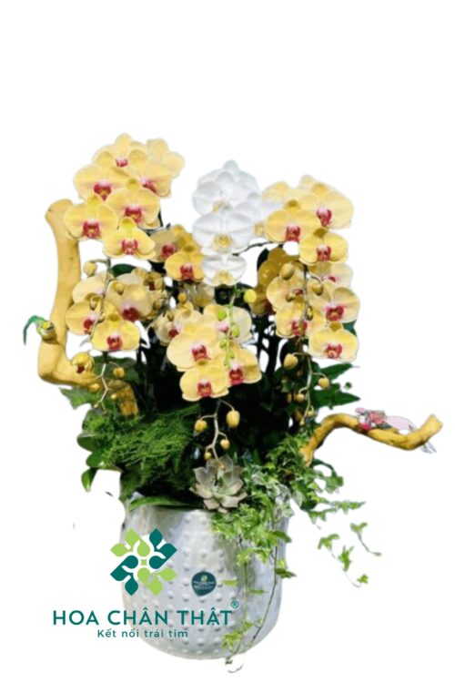 Chậu Lan Hồ Điệp 7 Cành – Vàng Nghệ Trắng An Nhiên