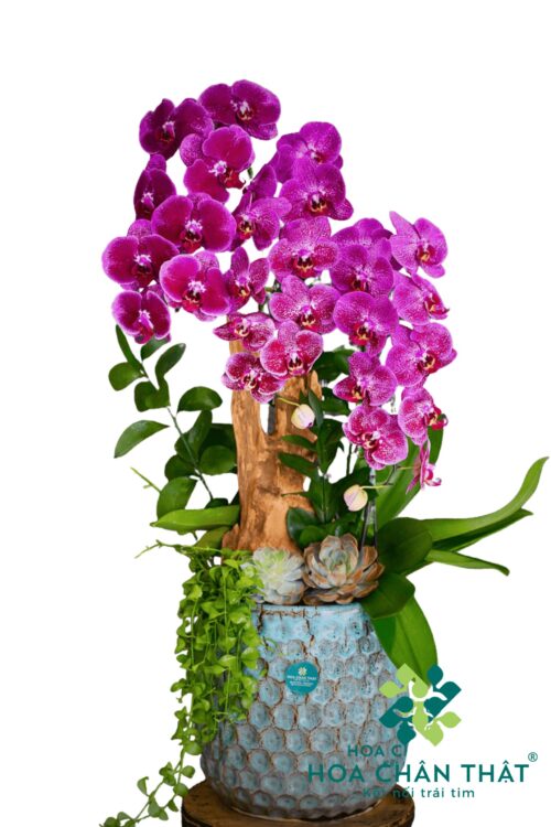 Chậu Lan Hồ Điệp 3 Cành – Tím Thủy Chung